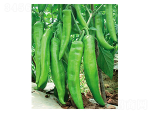 �\��-�����N��-ʒ�·N�I(y��)