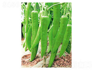 �����-�����N��-ʒ�·N�I(y��)