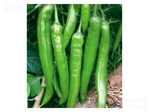 ʒ����̖-�����N��-ʒ�·N�I(y��)