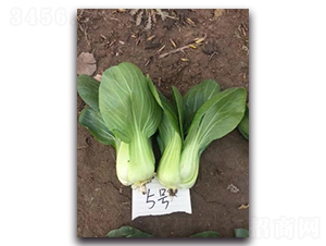 ��Խ5̖(h��o)-�๣�˷N��-����N��