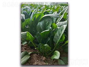 ��Ȫ2018-���˷N��-����N��