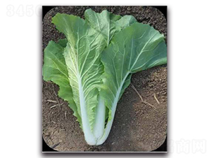 ���h���-�ײ˷N��-����N��