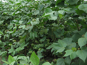 ���r(n��ng)6̖-�޻��N��-���r(n��ng)���S