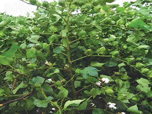 ����2̖-�޻��N��-���r(n��ng)���S