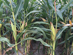 ���r(n��ng)����18-���׷N��-���r(n��ng)���S