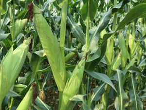 ���L(f��ng)886-���׷N��-���r(n��ng)���S