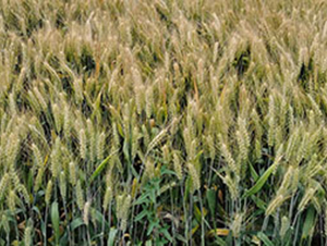 �r(n��ng)��156-С���N��-���r(n��ng)���S