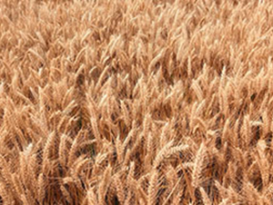 �r(n��ng)��168-С���N��-���r(n��ng)���S