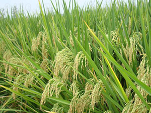 �S��(y��u)559���s���i����-ˮ���N��-���r(n��ng)���S