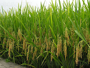 �189̖-ˮ���N��-���r(n��ng)���S