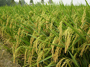 �Ͻ�8̖���s���i����-ˮ���N��-���r���S