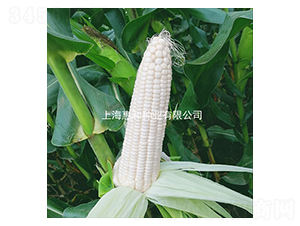 ����Ŵһ̖(h��o)-Ŵ���׷N��-�ݺͷN�I(y��)