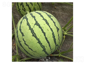 ���8424-���ϷN��-��(y��u)���r(n��ng)�I(y��)