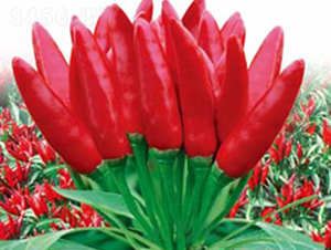 �Ǻ�-�����N��-��(y��u)���r(n��ng)�I(y��)