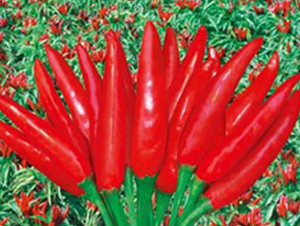 �t����-�����N��-��(y��u)���r(n��ng)�I(y��)