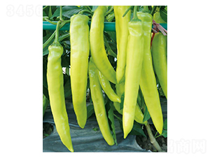 ���S-�����N��-��(y��u)���r(n��ng)�I(y��)