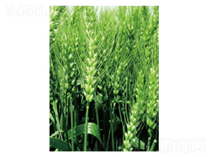 �|��18̖-С���N��-���S�N�I(y��)