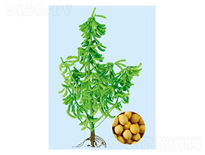 �|��56-�󶹷N��-���S�N�I(y��)