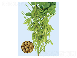 �F�S29-�󶹷N��-���S�N�I(y��)