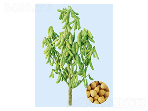 �F��37-�󶹷N��-���S�N�I(y��)