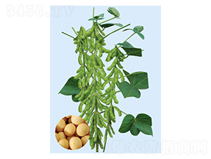 ���S53-�󶹷N��-���S�N�I(y��)