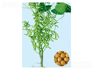 �_��ʮ��-�󶹷N��-���S�N�I(y��)