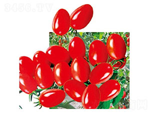 ��ʥŮ-���ѷN��-���ʵ�