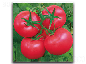 ����-���ѷN��-���ʵ�