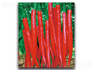 �t��-�����N��-���ʵ�