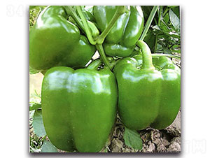 �W�ɿ�4̖-�𽷷N��-���ʵ�