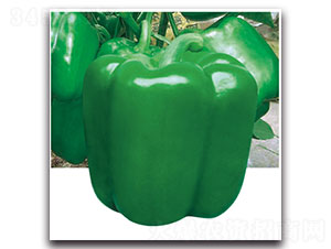 �W�ɿ�-�𽷷N��-���ʵ�