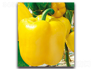 �S��-�𽷷N��-���ʵ�