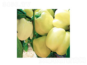 ���R����-�𽷷N��-���ʵ�