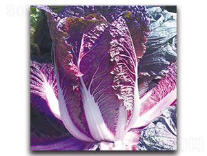 �ϰײ�-��ײ˷N��-���ʵ�(l��)