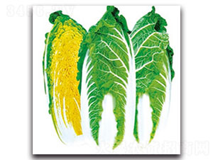 �����S���޲�-��ײ˷N��-���ʵ�(l��)