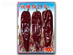 �����t29̖-�����N��-�(zh��n)�зN�I(y��)