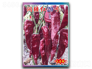 �����t20̖-�����N��-�(zh��n)�зN�I(y��)