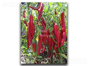 �t��4̖-�����N��-�(zh��n)�зN�I(y��)