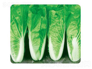 �ȃ�(y��u)8̖(h��o)-�ײ˷N��-�ȃ�(y��u)�_(d��)