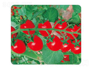 ��W��Rio��-���ѷN��-�ȃ�(y��u)�_