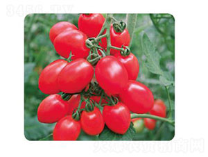 ����-���ѷN��-�ȃ�(y��u)�_