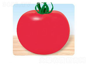 �䌚-���ѷN��-�ȃ�(y��u)�_(d��)