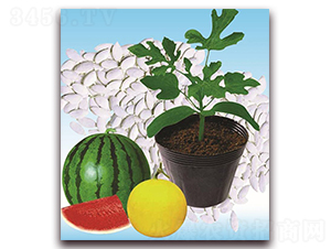 �p���̖-��ľ�N��-�p�ǷN�I(y��)