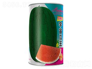 �������-���ϷN��-����