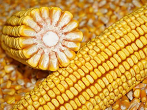 ����579-���׷N��-���ǷN�I(y��)