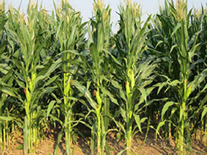 ����4̖(h��o)-���׷N��-���ǷN�I(y��)