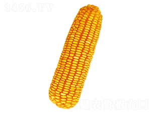 �r(n��ng)��116-���׷N��-ԣ�S�N�I(y��)