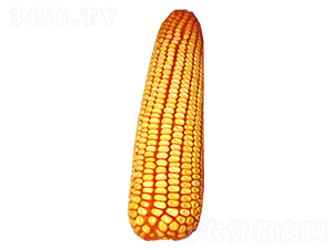 ԣ�S310-���׷N��-ԣ�S�N�I(y��)