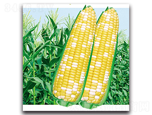 ���ی�604-Ŵ���׷N��-���^�B