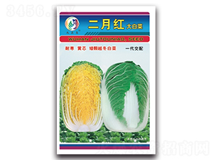 ���¼t-��ײ˷N��-���^�B